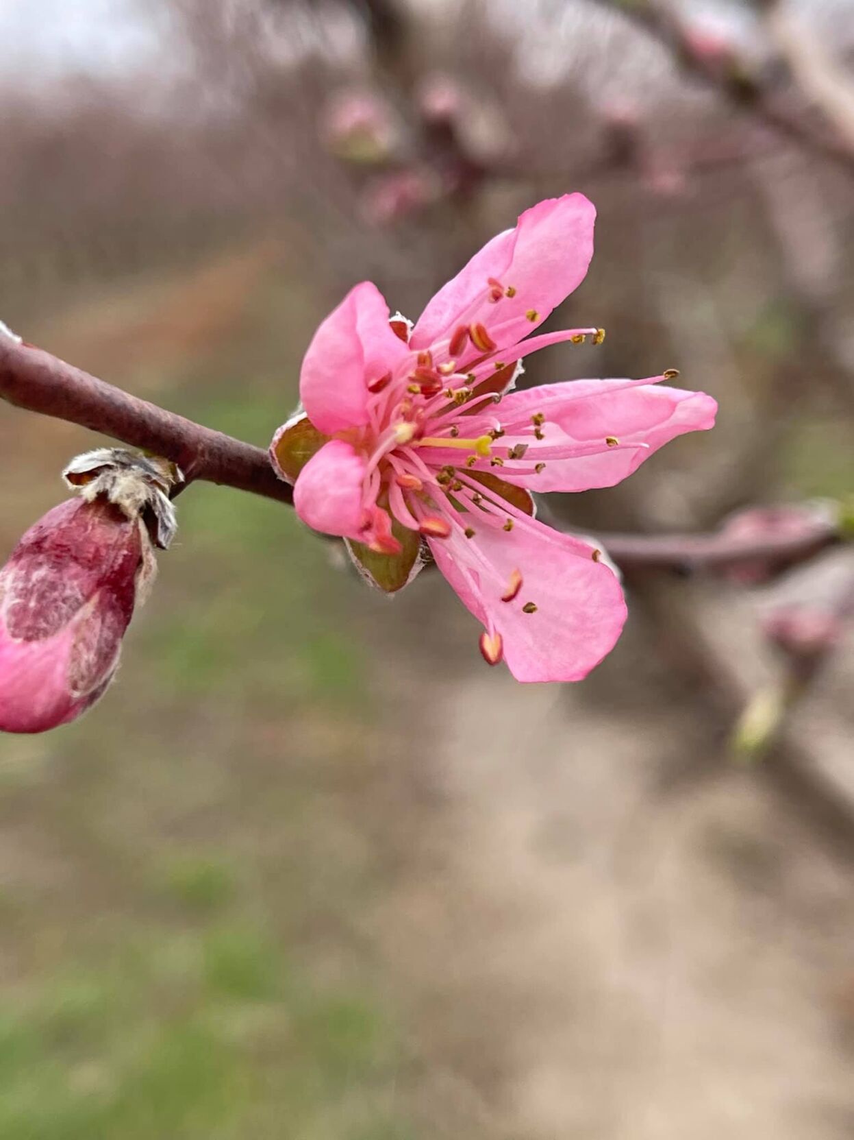 Southern Illinois fruit crops mostly escape freeze damage